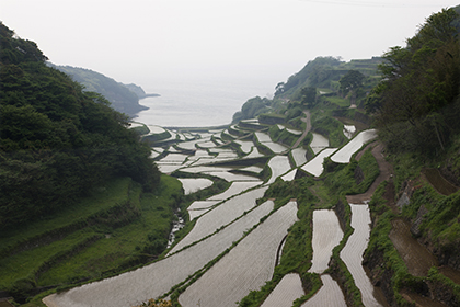 清流米